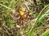Araneus quadratus